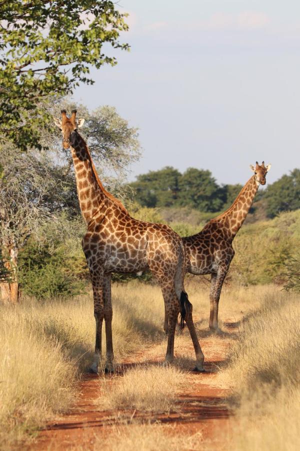 Ngangane Lodge & Reserve Франсистаун Экстерьер фото