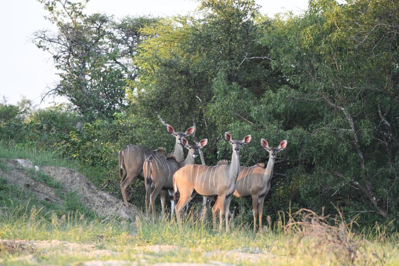 Ngangane Lodge & Reserve Франсистаун Экстерьер фото