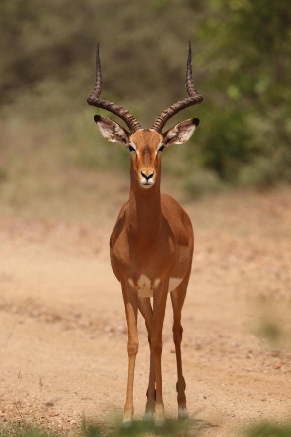 Ngangane Lodge & Reserve Франсистаун Экстерьер фото