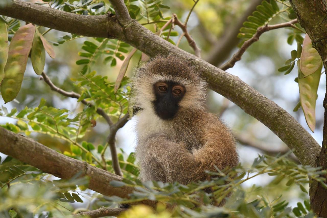 Ngangane Lodge & Reserve Франсистаун Экстерьер фото