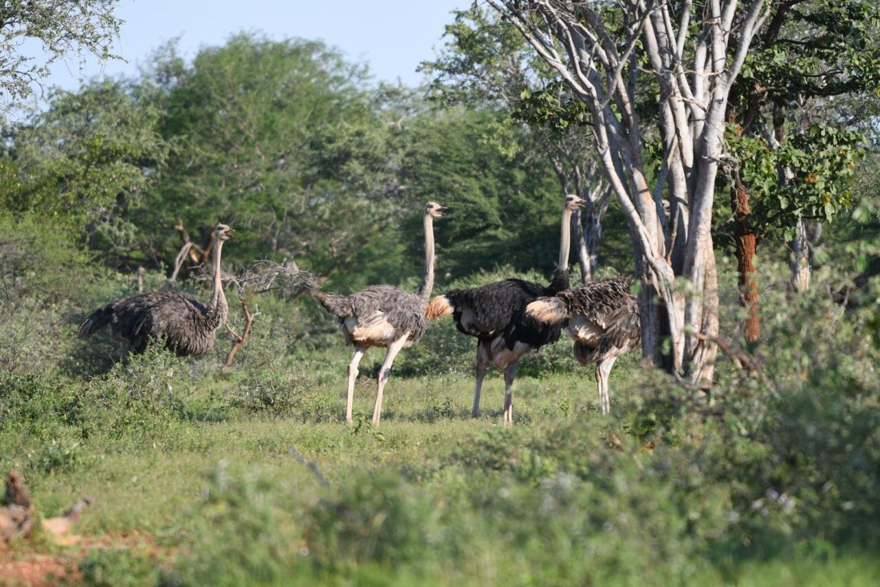 Ngangane Lodge & Reserve Франсистаун Экстерьер фото