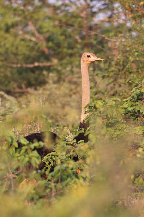 Ngangane Lodge & Reserve Франсистаун Экстерьер фото