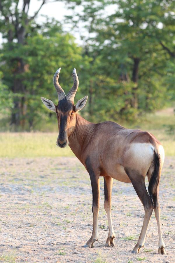 Ngangane Lodge & Reserve Франсистаун Экстерьер фото