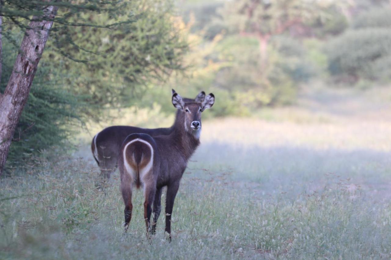 Ngangane Lodge & Reserve Франсистаун Экстерьер фото