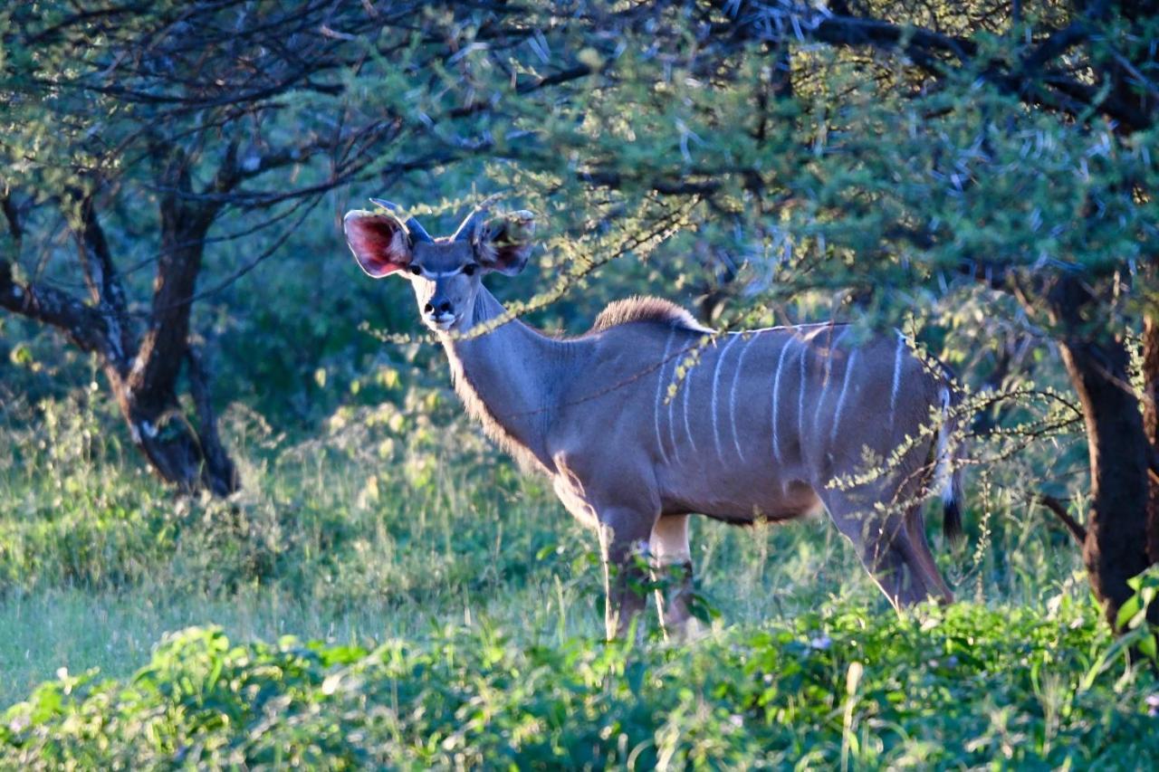 Ngangane Lodge & Reserve Франсистаун Экстерьер фото