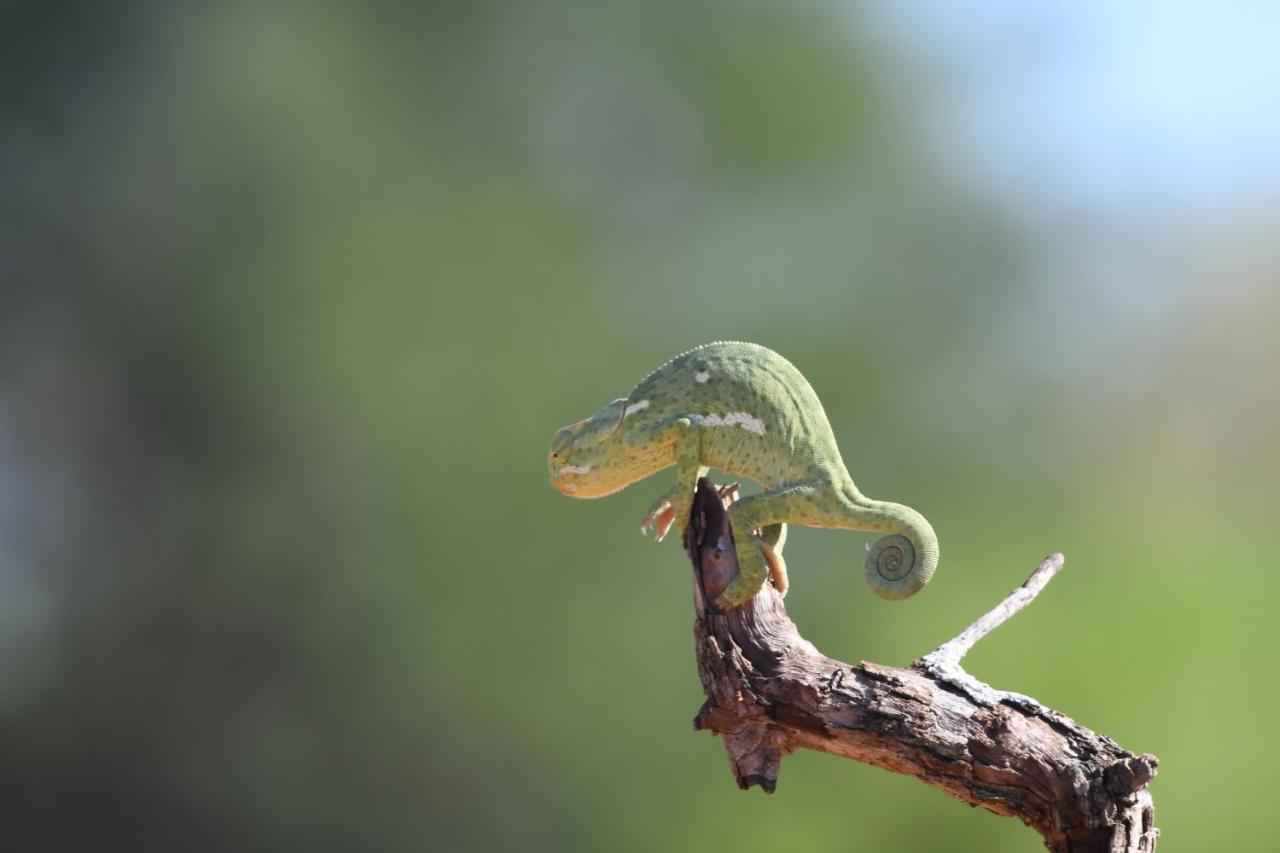 Ngangane Lodge & Reserve Франсистаун Экстерьер фото